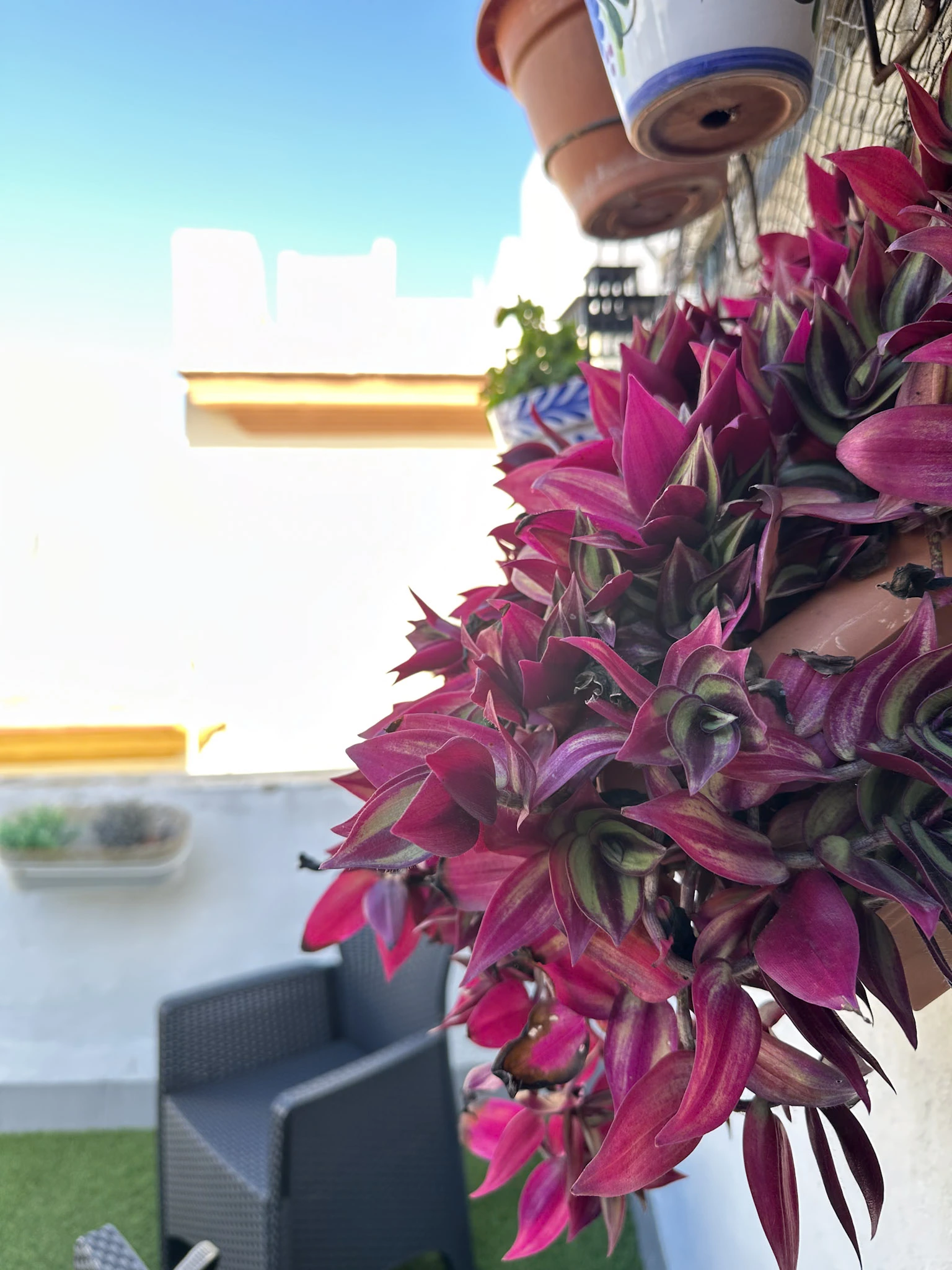 plants on rooftop terrace at casa nautilus